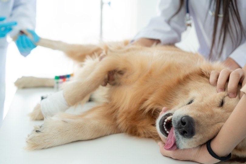 Why Did My Dog Die Under Anesthesia? 8 Possible Causes (Vet Answer)