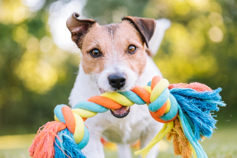 Dog holdng a rope toy in its mouth