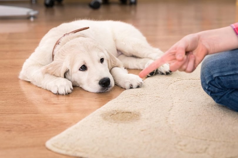 5 Common Urinary Issues In Dogs: Vet-Verified Facts & Identification Guide