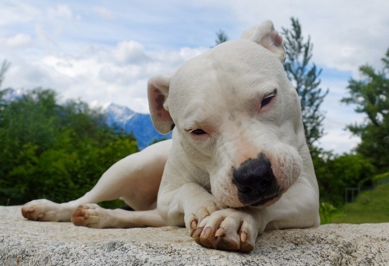 Dogo Argentino Dog Breed: Info, Pictures, Care & More
