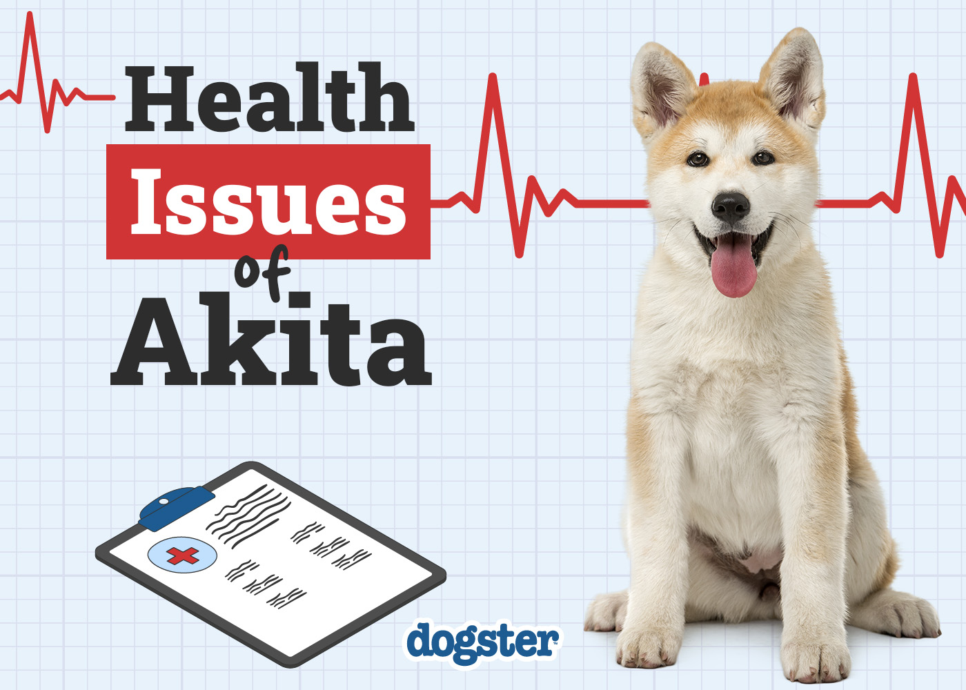 10 Akita Health Issues You Need to Know (Vet Answer)