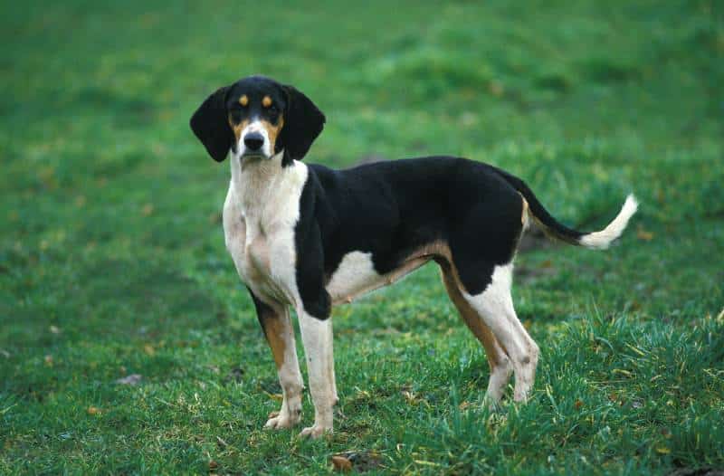 Anglo-Français de Petite Vénerie Dog Breed: Info, Pictures, Care & More