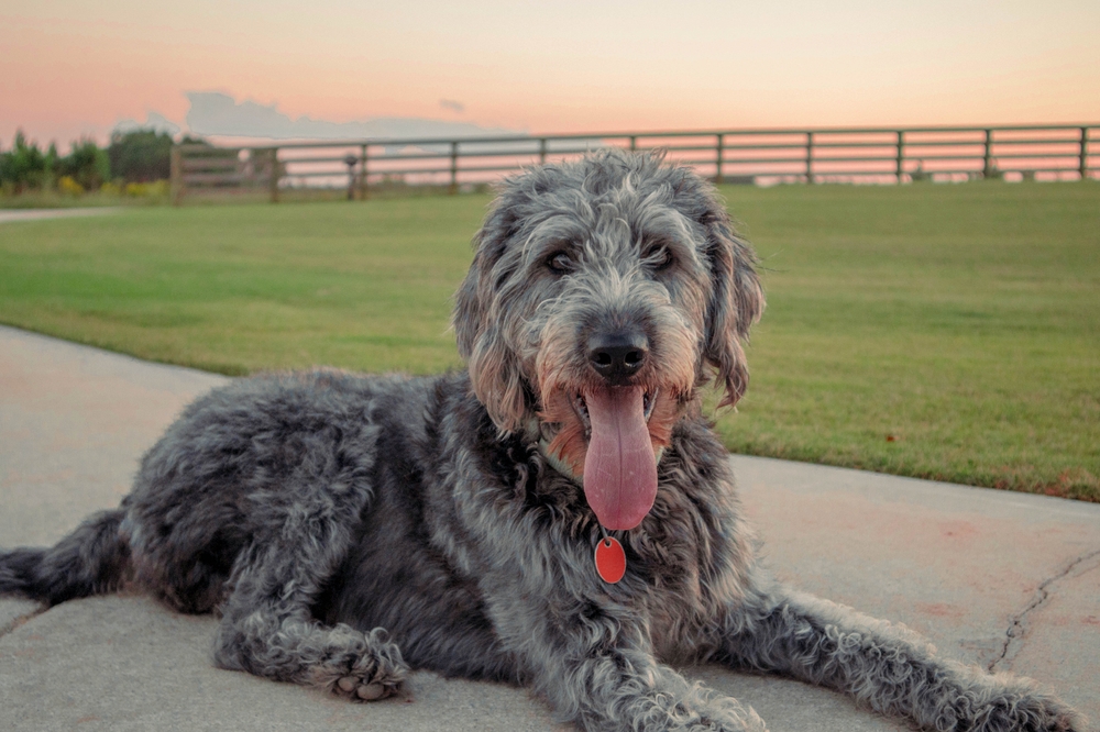 Gray Aussiedoodles
