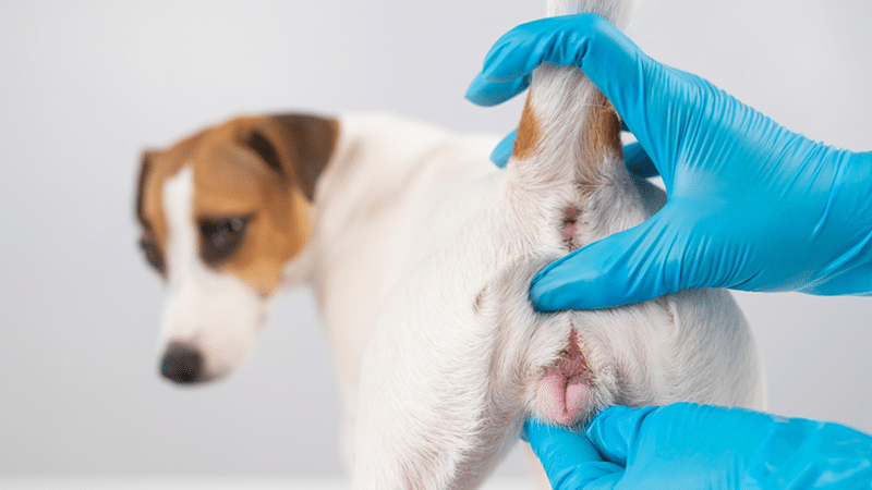Dog Genitals: Canine Anatomy Explained (Vet-Approved)