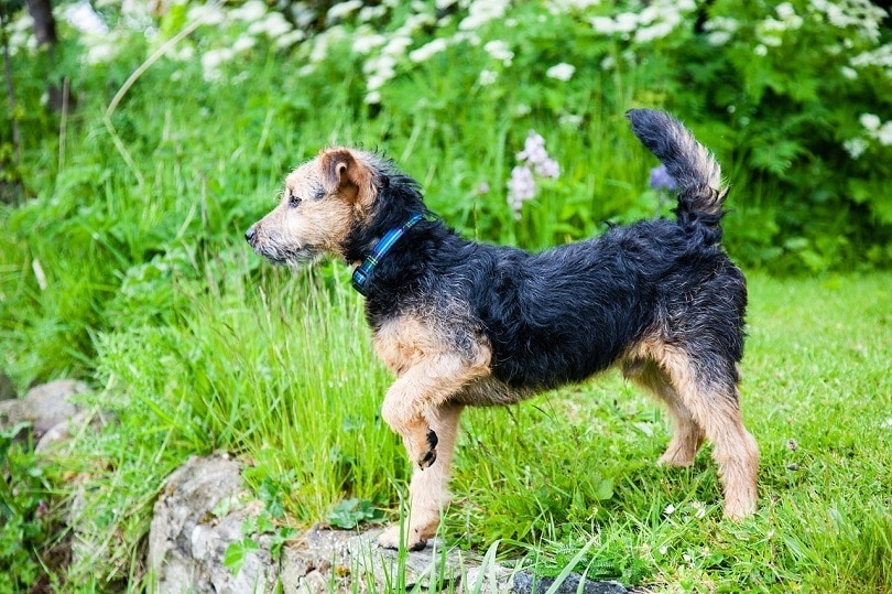 Understanding Dog Body Language: Vet-Approved Guide With Pictures