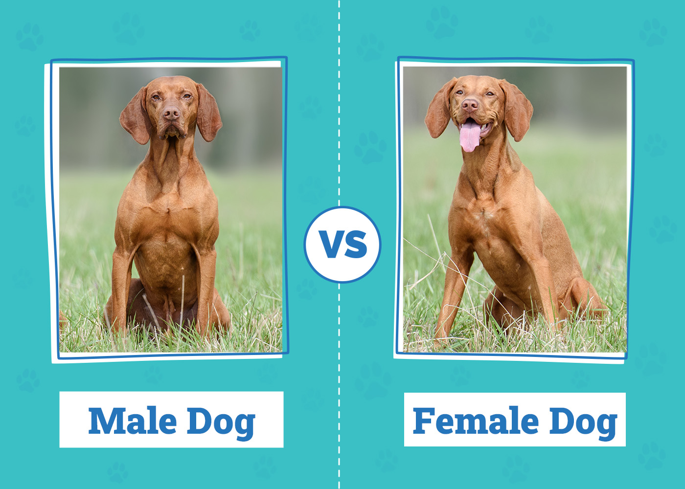 Male vs. Female Dogs: Vet-Reviewed Behavior Differences