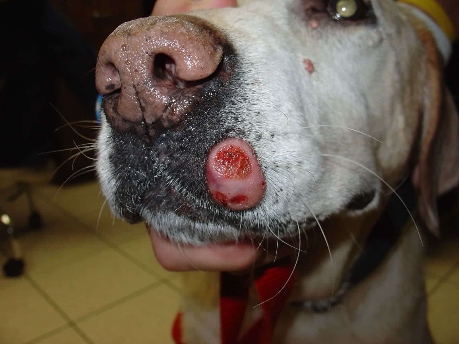 Mast cell tumor on lip