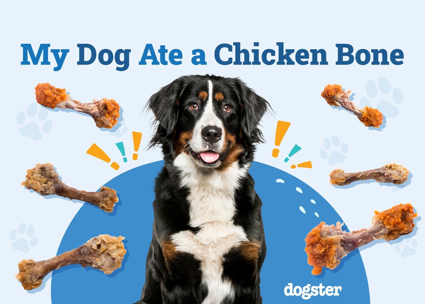 My Dog Ate a Chicken Bone, What Do I Do? (Vet Answer)