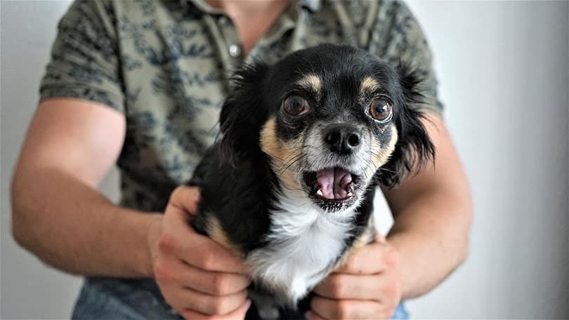 How to Train a Skittish Dog: 13 Vet-Approved Tips & Tricks