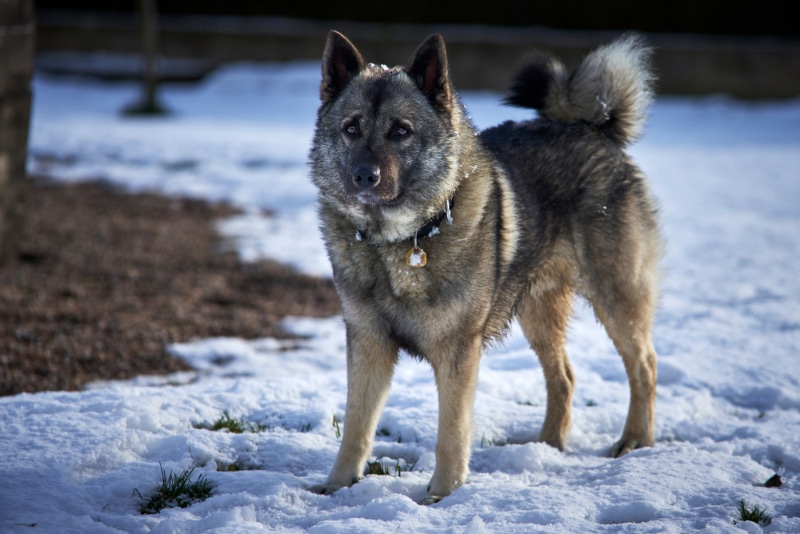 Norwegian Elkhound Dog Breed: Info, Pictures, Traits & Care