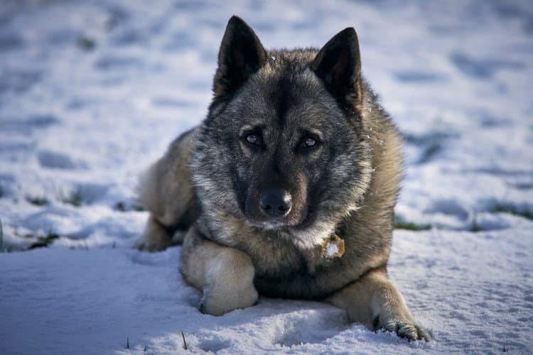 Norwegian Elkhound