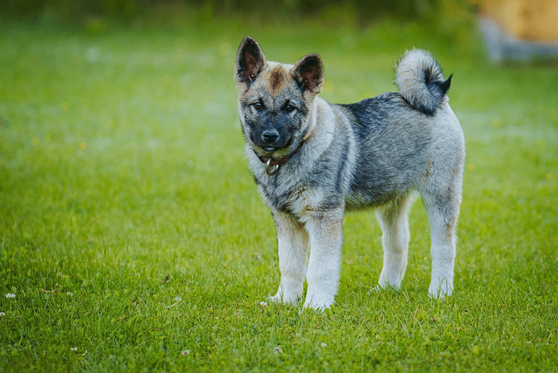 Norwegian Elkhund Puppy In Park