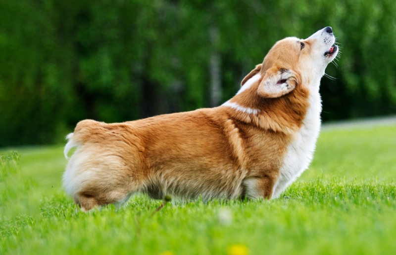 Dog Debarking Surgery: Is It Legal & Vet-Approved Correction Tips