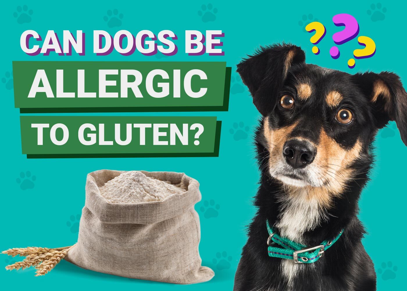Can Dogs Be Allergic to Gluten? Vet-Verified Signs & Diagnosis