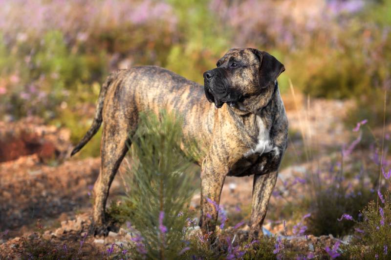 Presa Canario Dog Breed: Info, Pictures, Care & More