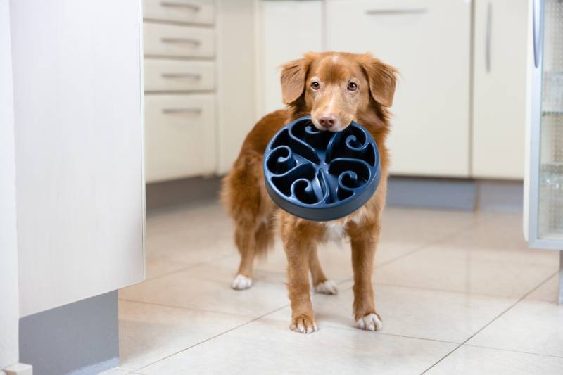 Are Slow Feeders Good for Dogs? Vet-Reviewed Purpose & How to Use Them