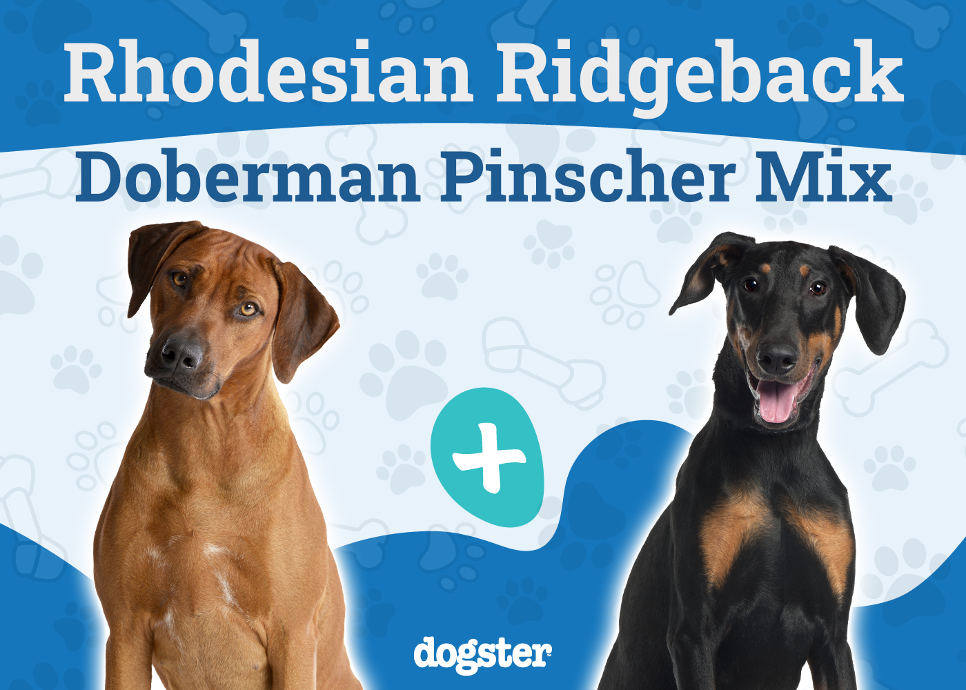 Rhodesian Doberman Mix: Info, Pictures, Temperament & More