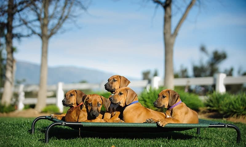 Rhodesian Ridgeback puppies lying on elevated dog bed
