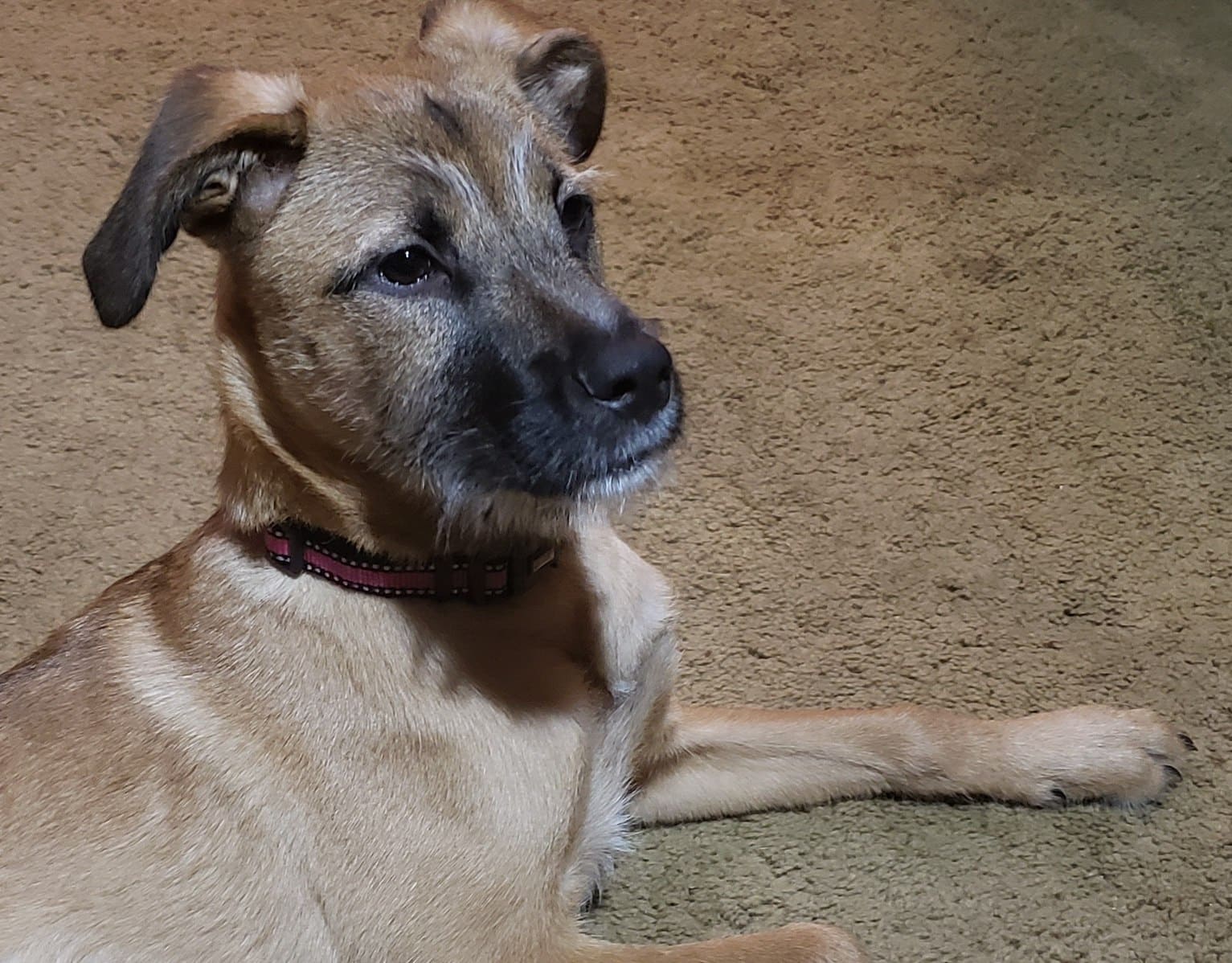 Bahamian Potcake Dog Breed: Info Pictures, Temperament & Traits