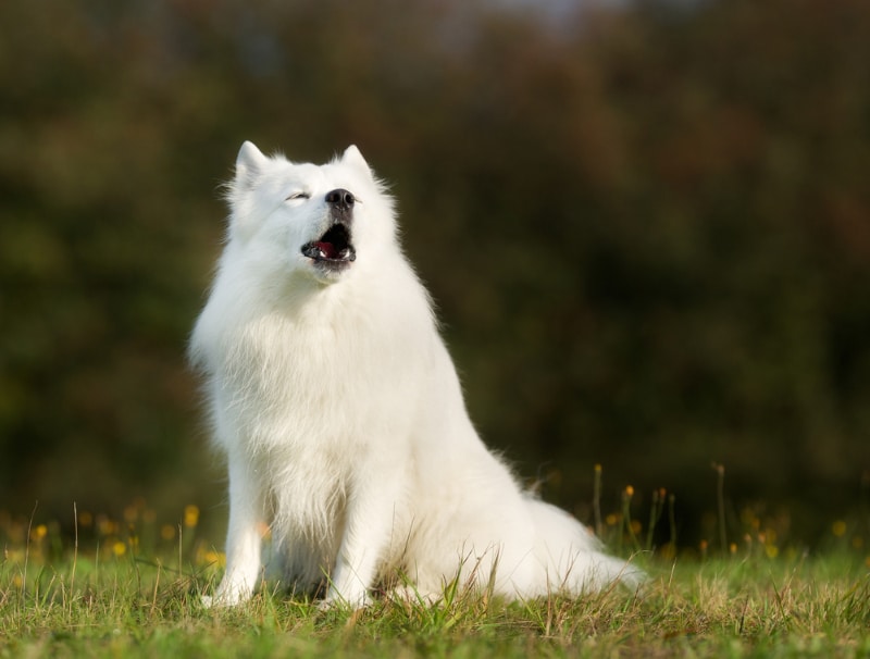 25 Dog Breeds That Howl: Info, Pictures, Temperament & History