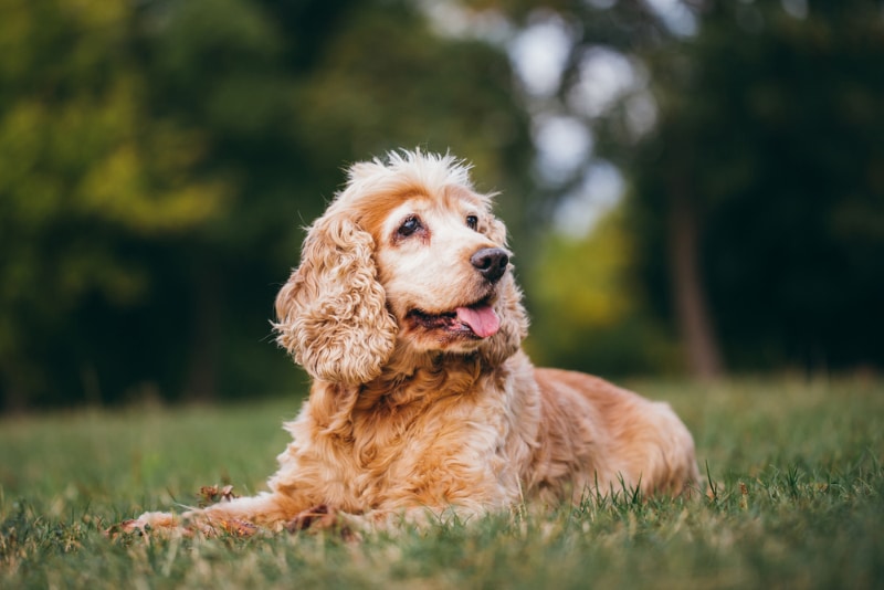10 Benefits of Adopting a Senior Dog: Giving Them a Second Chance