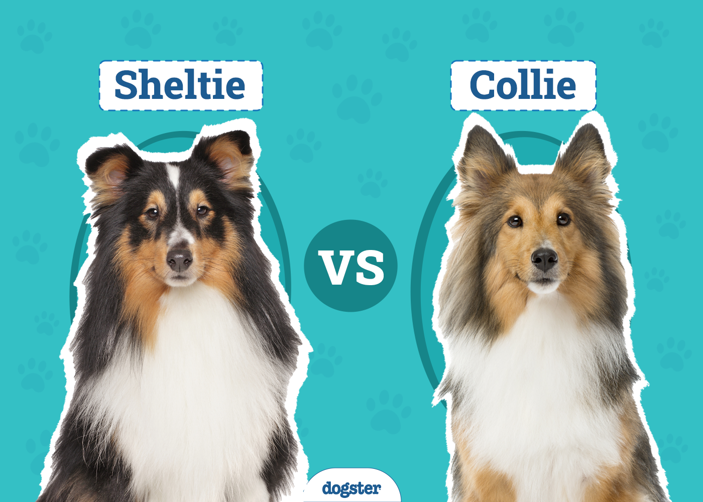 Sheltie vs Collie: Differences Explained (With Pictures)