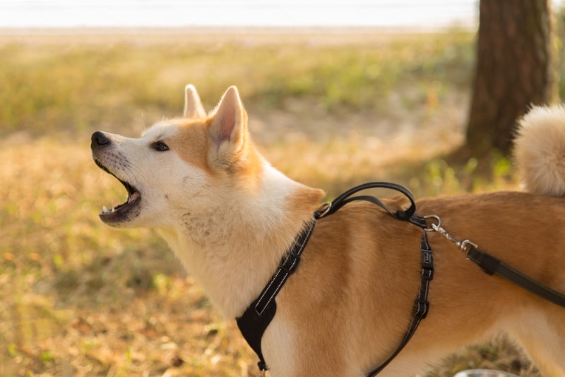 How to Stop Demand Barking: 5 Vet-Approved Tips