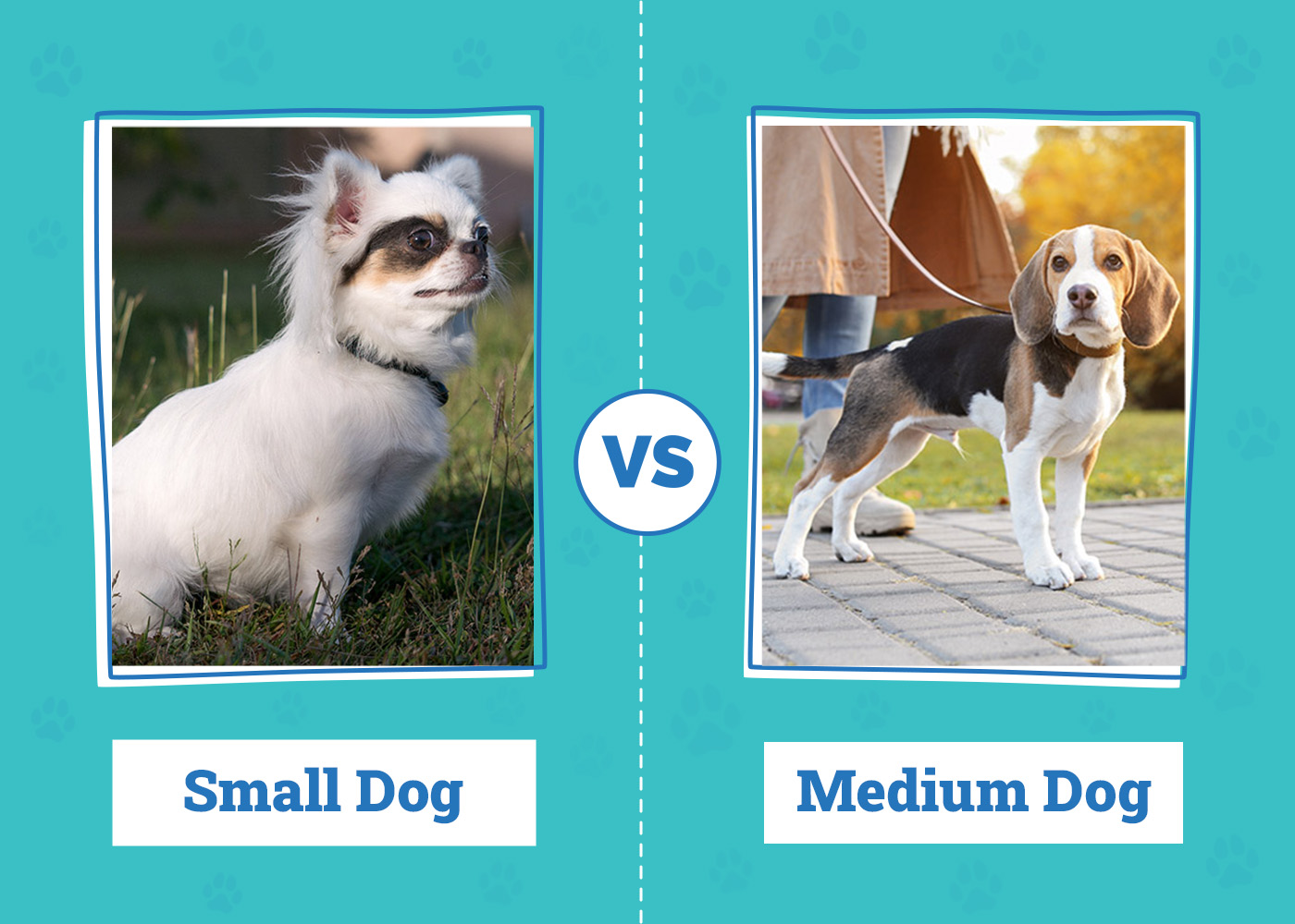 Small vs Medium Dog: The Main Differences Explained