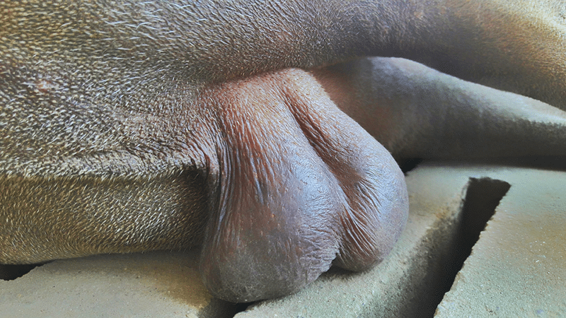 My Dog Only Has One Testicle: Is It a Problem? Our Vet Answers