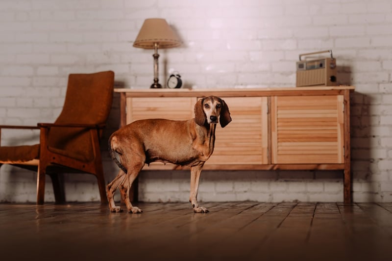 How to Keep Your Dog Calm During Home Renovations: 10 Vet-Reviewed Tips