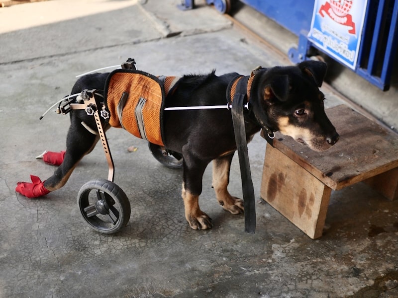 Why Does My Dog’s Leg Give Out? 8 Vet-Reviewed Causes & What to Do