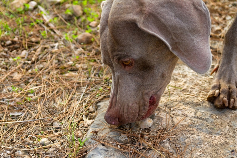 Weimaraner dog is eating small rocks
