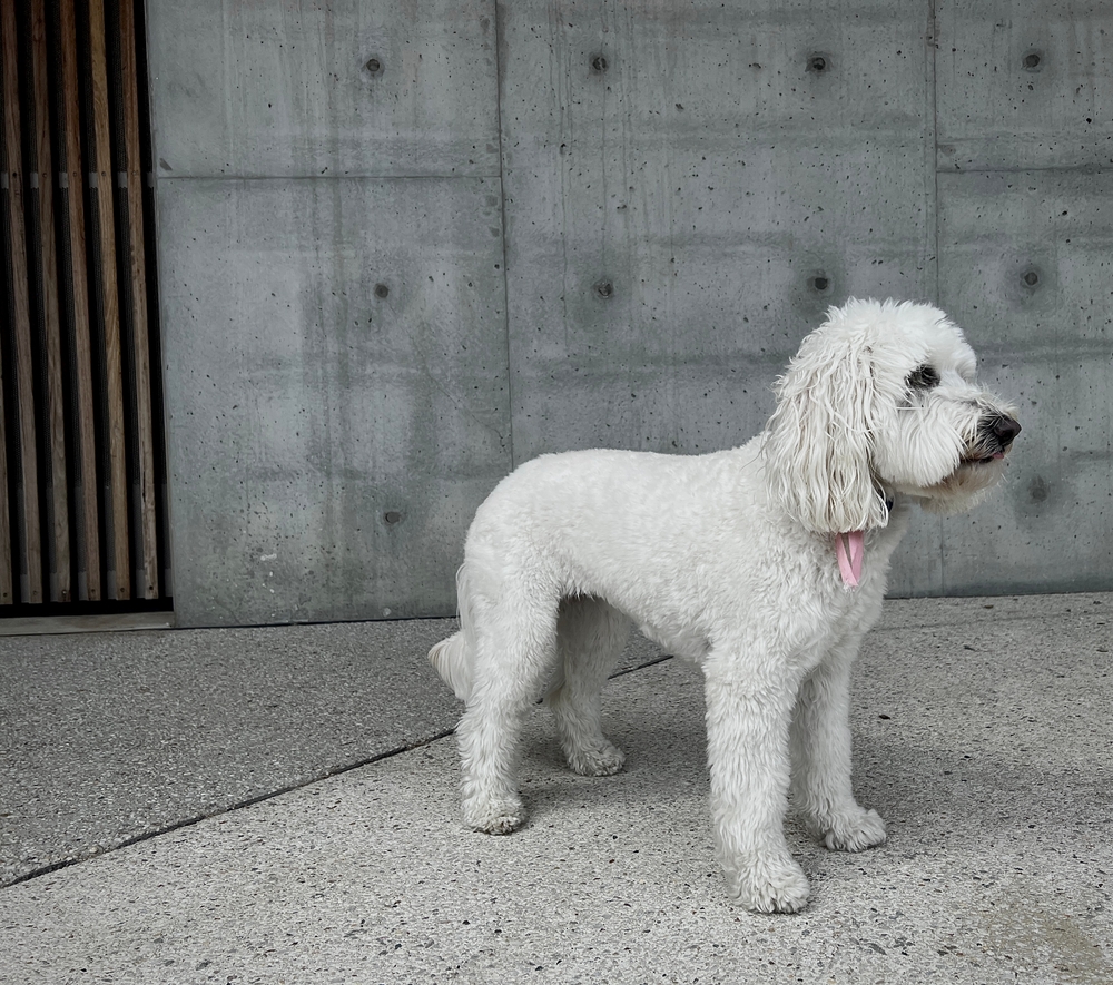 White Aussiedoodles