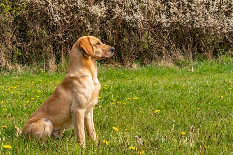 Working gun dog in training
