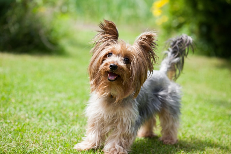 How Old Is 12 In Dog Years? Vet-Approved Guide to Each Size of Dog