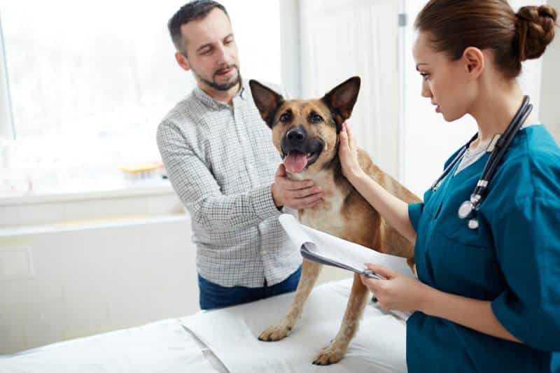 How Long Can a Dog Live With a Collapsing Trachea? (Vet Answer)