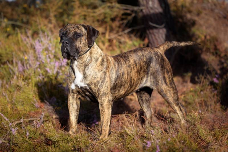 Can Dogs Live Outside? Vet-Approved Safety Tips & Facts