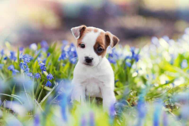 2-Month-Old Puppy: What to Expect (Vet-Approved Guide)