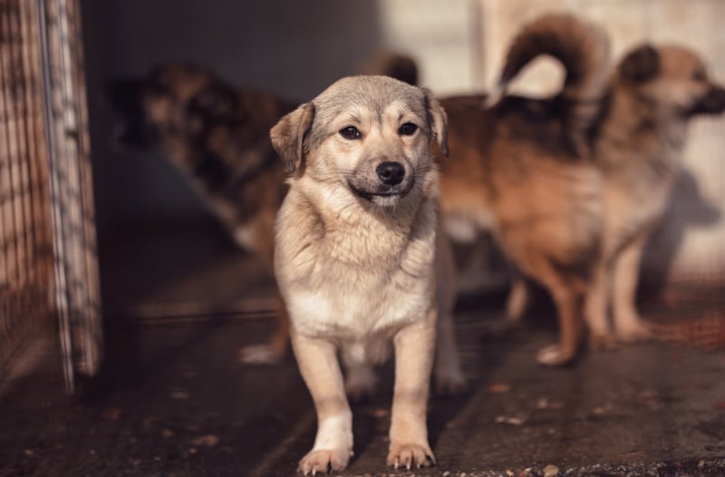 My Rescue Dog Has Diarrhea, Is It Common? Vet-Approved Facts & FAQ