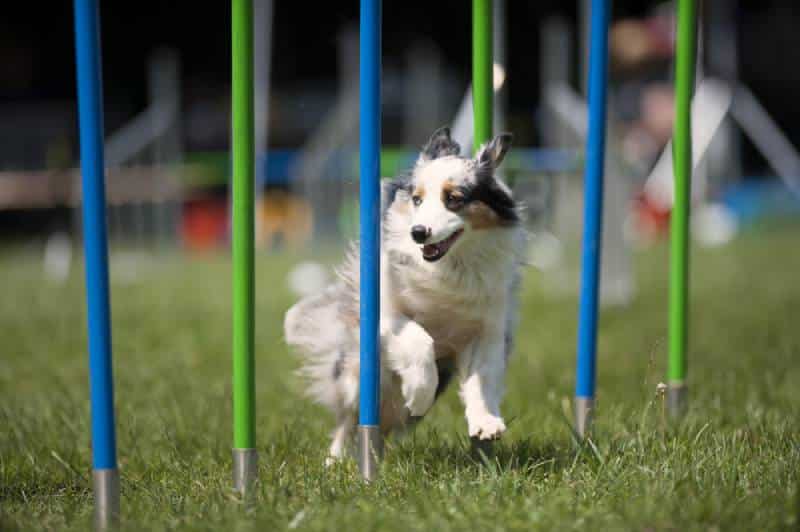 8 Brain Games for Dogs: Vet-Approved Fun & Stimulating Activities