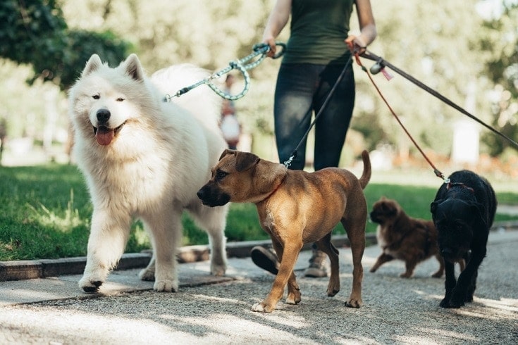 a dog walker on duty