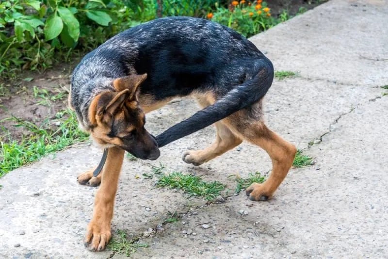 Why Do Dogs Chase Their Tails? 9 Vet-Reviewed Causes