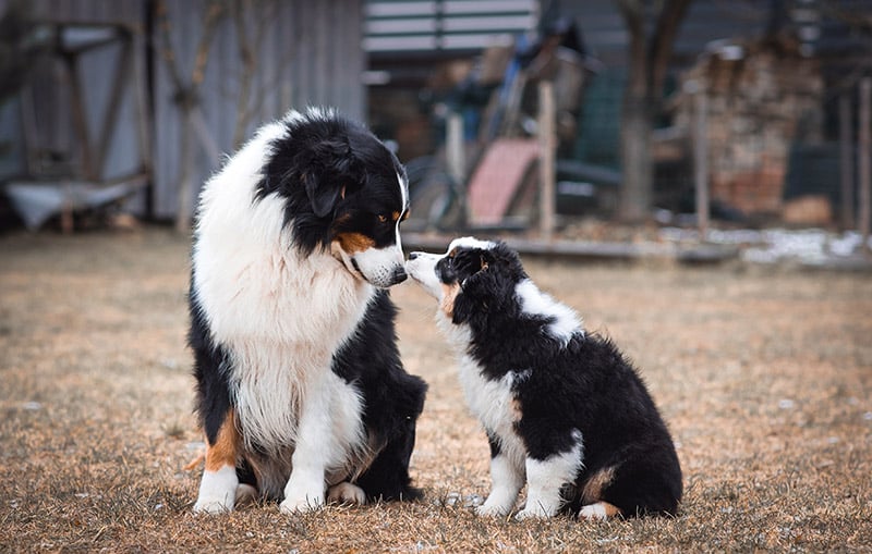 Should You Separate Your Puppy & Older Dog? 7 Vet-Approved Introduction Tips