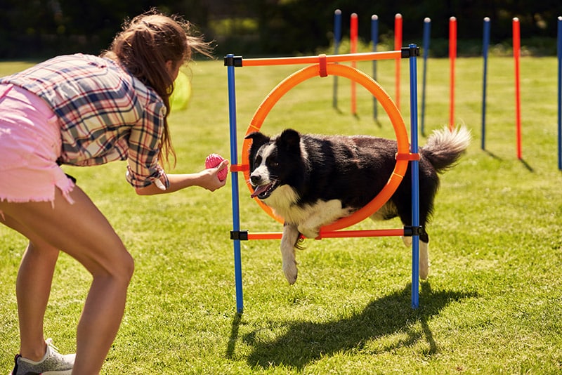 How to Train a Dog That Isn't Treat Motivated: 7 Vet Approved Tips