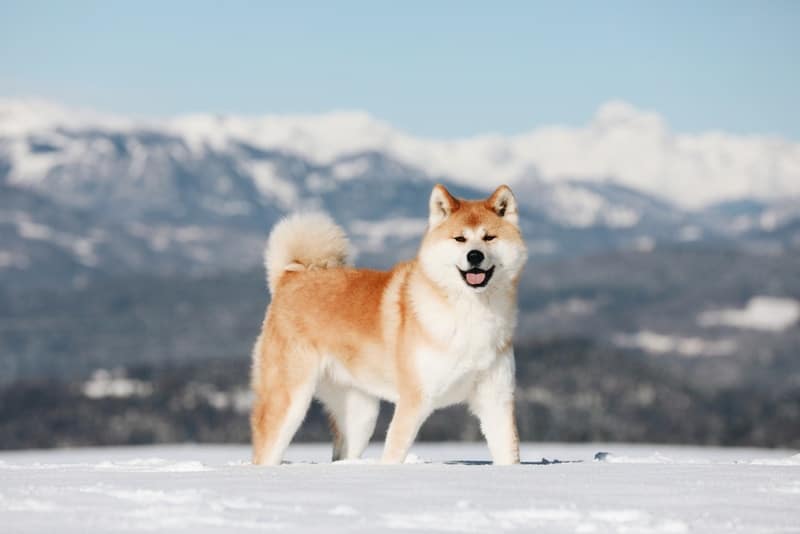 10 Most Loyal Dog Breeds (With Info & Pictures)