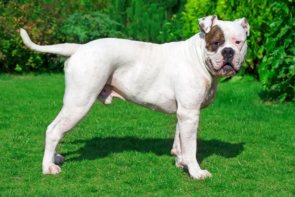 10 Interesting Facts About American Bulldogs (Vet-Verified)