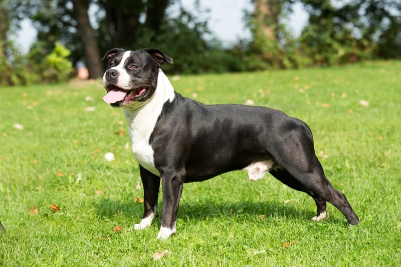 21 American Dog Breeds: Info, Pictures & Origin