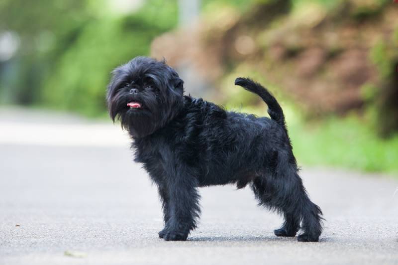 Affenpinscher Dog Breed: Info, Pictures, Care, Traits & More