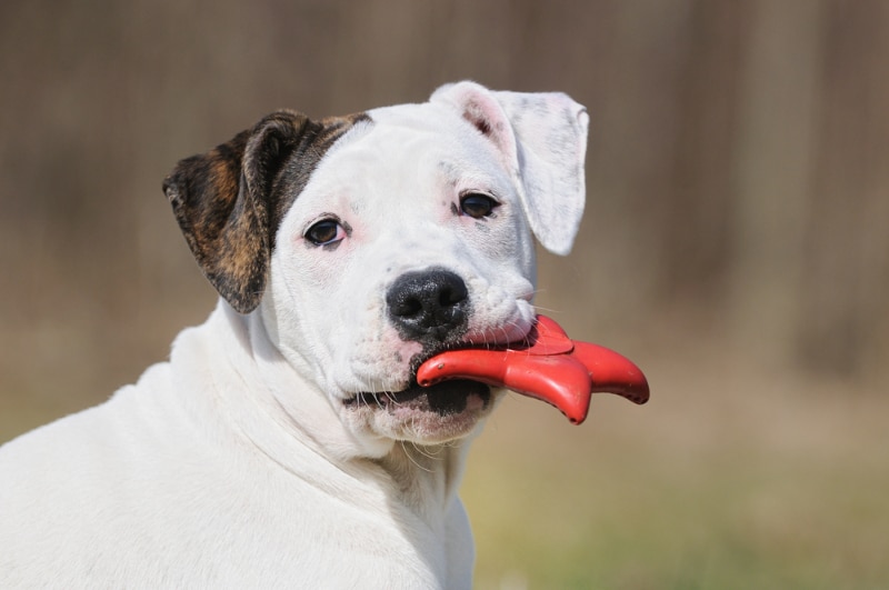 When Do Dogs Stop Teething? Vet-Approved Anatomy Facts