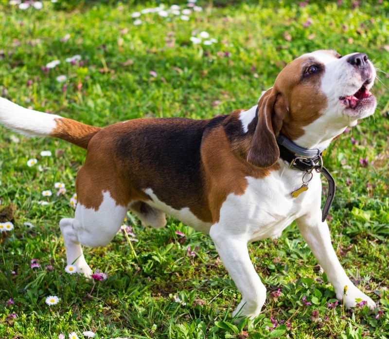 How to Handle a Dog's Teen Rebellious Phase: 8 Tips & Tricks